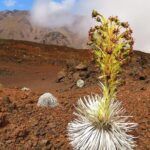 Classic Haleakala Sunrise Tour - Practical Details and Value Considerations