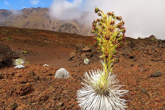 Classic Haleakala Sunrise Tour - Practical Details and Value Considerations