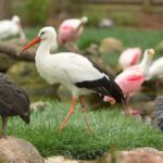 Classic Safari Adventure at Safari West - Highlights of the Safari Drive