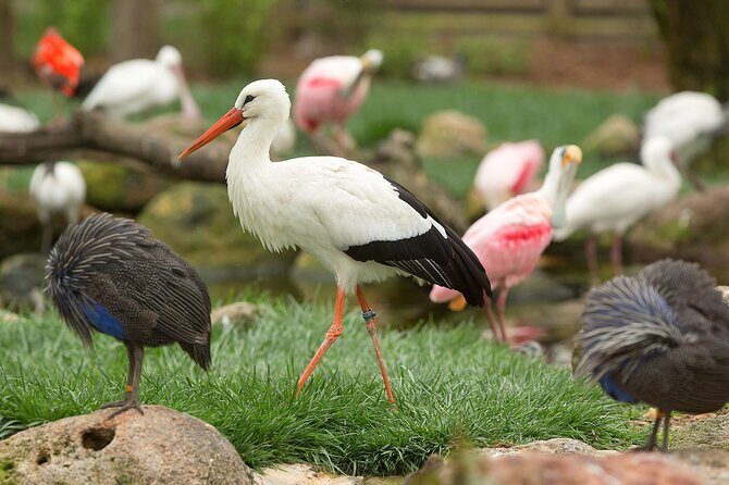 Classic Safari Adventure at Safari West - Highlights of the Safari Drive