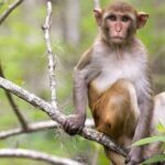 Clear Kayak or Paddleboard Manatee Adventure - Why This Tour Offers Great Value