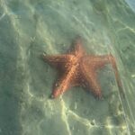 Clear Kayak Peanut Island Guided Tour Palm Beach Singer Island - A Closer Look at the Guided Kayak Tour Experience