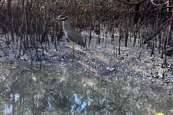 Clear Kayak RentalPeanut Island/West Palm Beach - Who Will Love This Experience?