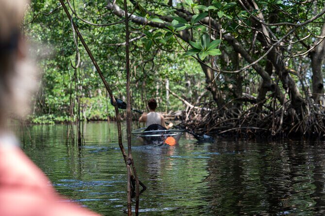Clear Kayak Tour in North Miami Beach - Mangrove Tunnels - Who Should Consider This Tour?