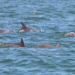 Clearwater Encounters with Dolphins Tour - What to Expect from the Tour