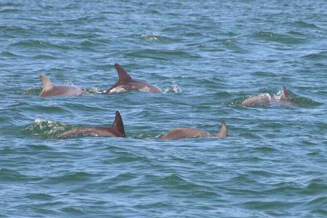 Clearwater Encounters with Dolphins Tour - What to Expect from the Tour