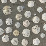 Coastal Excursion/Sunset Cruise/Sand Dollars/Sea Shells/Horses - Frequently Asked Questions