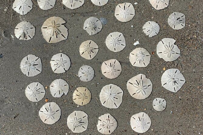 Coastal Excursion/Sunset Cruise/Sand Dollars/Sea Shells/Horses - Frequently Asked Questions