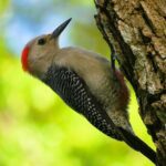 Coba and Punta Laguna Guided Birdwatching Private Tour - Why This Tour Offers Great Value