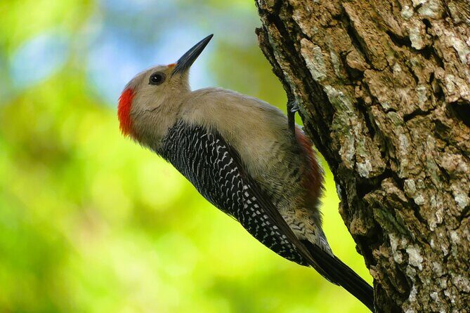 Coba and Punta Laguna Guided Birdwatching Private Tour - Why This Tour Offers Great Value