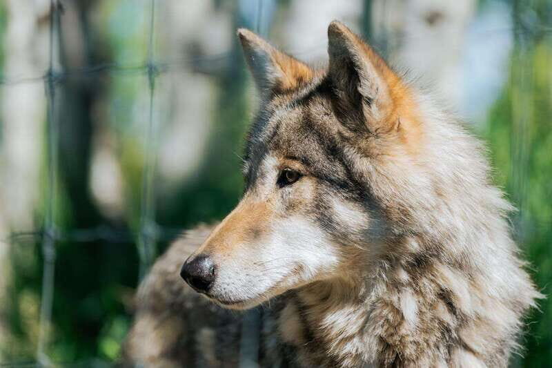 Cochrane: Yamnuska Wolfdog Sanctuary Tour - The Value of the Tour