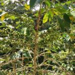 Coffee Plantation Experience - Who Should Consider This Tour?