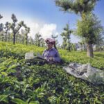 Coimbatore to Ooty- transfers+Hotel+Sightseeing - The Real Value of This Tour