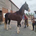 Colombo: Beach Horseback Riding Experience - What to Expect from the Colombo Beach Horseback Riding Tour