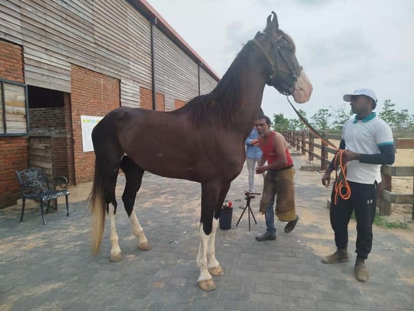 Colombo: Beach Horseback Riding Experience - What to Expect from the Colombo Beach Horseback Riding Tour