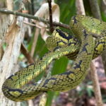 Colombo/Cmb/ Sinharaja Rainforest Day Trip with Lunch - Exploring the Sinharaja Rainforest: What to Expect