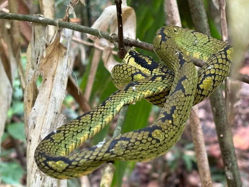 Colombo/Cmb/ Sinharaja Rainforest Day Trip with Lunch - Exploring the Sinharaja Rainforest: What to Expect