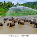 Colombo: Kandy and Pinnawala full day trip - A Deep Dive into the Experience