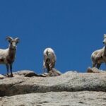 Colorado Gold Rush Mountain and Mine Half-Day Tour from Denver - What Sets This Tour Apart?