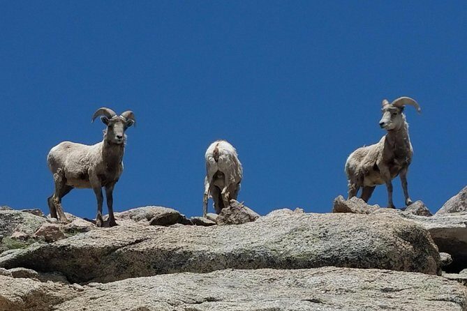 Colorado Gold Rush Mountain and Mine Half-Day Tour from Denver - What Sets This Tour Apart?