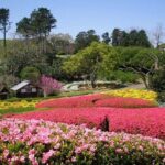 Colors of Japan, Fukuoka Nokonoshima Island Park & Wagyu BBQ - Authenticity and Family-Friendly Vibe
