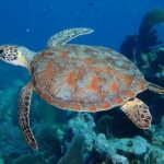 Coral Reef Half Day Snorkel Trip - Key Points