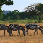 Coron: Black Island & Calauit Private Safari Tour - A Detailed Look at the Experience