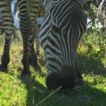 Coron: Calauit Safari Adventure - The Itinerary Breakdown