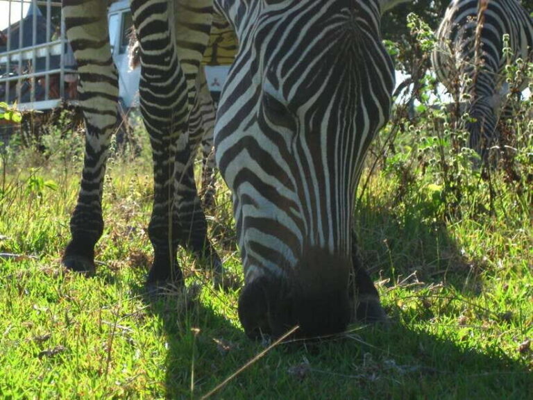 Coron: Calauit Safari Adventure - The Itinerary Breakdown