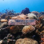 Coron Reef & Wrecks Tour - An In-Depth Look at the Coron Reef & Wrecks Tour