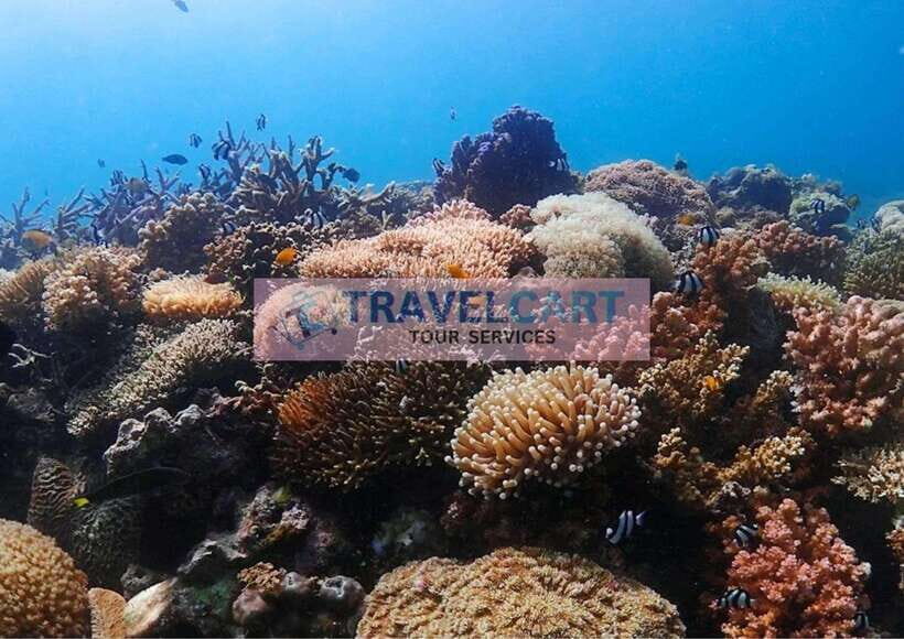 Coron Reef & Wrecks Tour - An In-Depth Look at the Coron Reef & Wrecks Tour