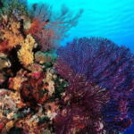 Coron: Ultimate Island Tour (C) with Lunch - What to Expect: Practical Details and Tips