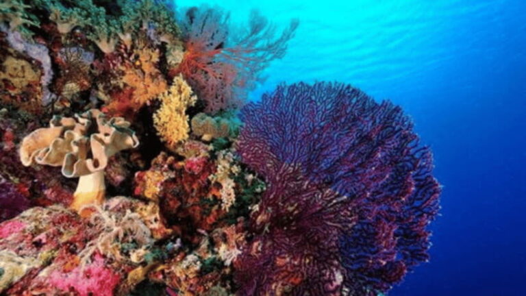 Coron: Ultimate Island Tour (C) with Lunch - What to Expect: Practical Details and Tips