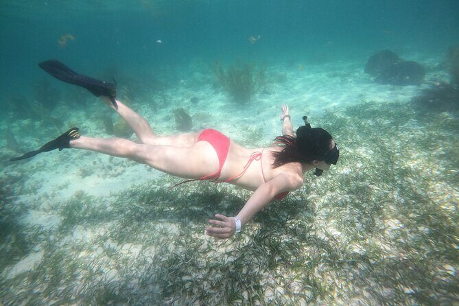 Costa Maya, snorkeling on the reef with fish, looking for turtles - Highlights of the Tour