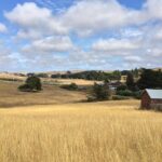 Cow Heaven: A Self-Guided Driving Tour from Point Reyes Seashore to Tomales - A Detailed Look at the Cow Heaven Self-Guided Driving Tour