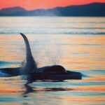 Cowichan Bay Half Day Whale & Wildlife Adventure - Who Will Love This Tour?