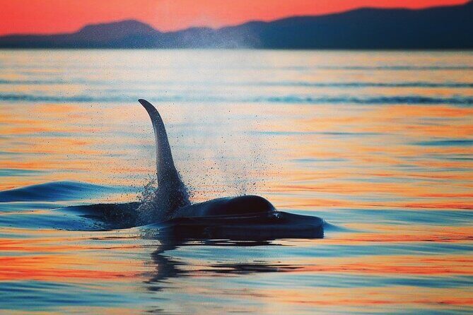 Cowichan Bay Half Day Whale & Wildlife Adventure - Who Will Love This Tour?