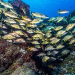 Cozumel Dive Package - Certified Divers from the Riviera Maya (4 dives) - Logistics and Practical Details