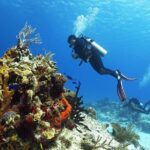 Cozumel Express 2-Tank Dives from Playa del Carmen/ Only for Certified Divers - FAQ