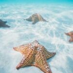 Cozumel Snorkeling Tour to Palancar Reef and El Cielo - Who Should Consider This Tour?
