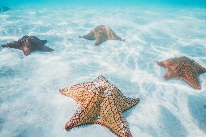 Cozumel Snorkeling Tour to Palancar Reef and El Cielo - Who Should Consider This Tour?