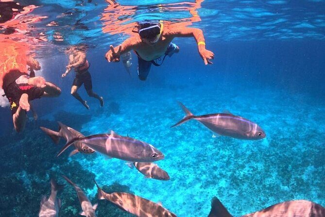 Cozumel's Best: Snorkel Adventure in El Cielo and El Cielito - Who Is This Tour For?