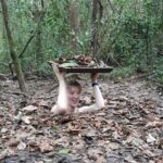 Crawl and Paddle Full day Cu Chi Tunnels and MeKong Delta - Authentic Insights from Travelers