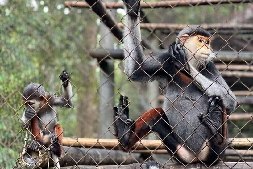 Cuc Phuong -Van Long Day Trip From Hanoi With Lunch/Transfer - Exploring Cuc Phuong’s Ancient Forests