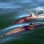 Custom 46' Boat in Puerto & Nuevo Vallarta - Who Is This Tour Best For?