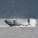 Customizable Private Wildlife Tour - Authentic Wildlife Encounters and Scenic Views