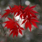 Customized Private Kyoto Tour by a local tour guide - Exploring Kyoto Through Your Eyes: The Details