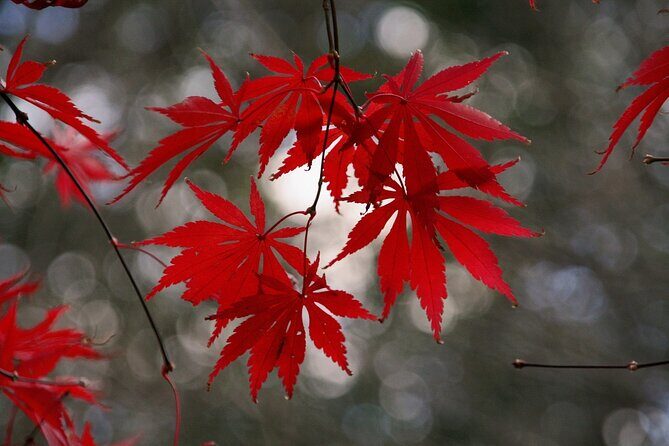 Customized Private Kyoto Tour by a local tour guide - Exploring Kyoto Through Your Eyes: The Details