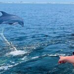 Daily Dolphin Cruise + Sightseeing Tour on Pensacola Beach - Frequently Asked Questions