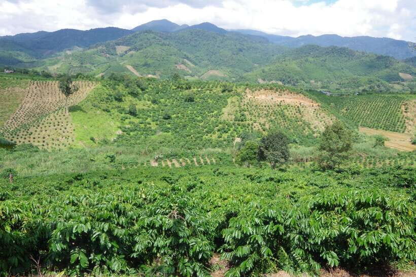 Dalat Countryside Motorbike Tour - Full day Easy Rider Tour - Who This Tour Is Best For